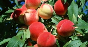 فواید یک میوه تابستانی؛