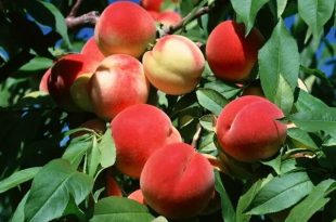 فواید یک میوه تابستانی؛