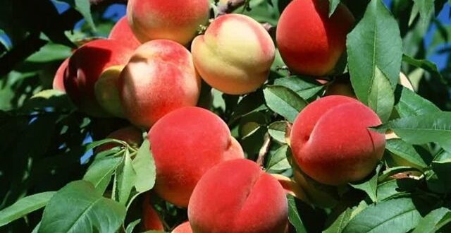 فواید یک میوه تابستانی؛