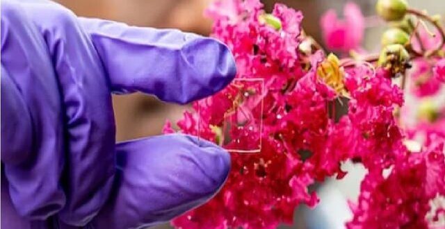 پوشش شیشه‌ای