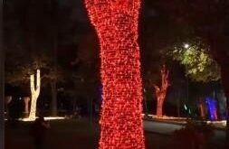 ماجرای درختان نورانی در پارک ملت چیست؟